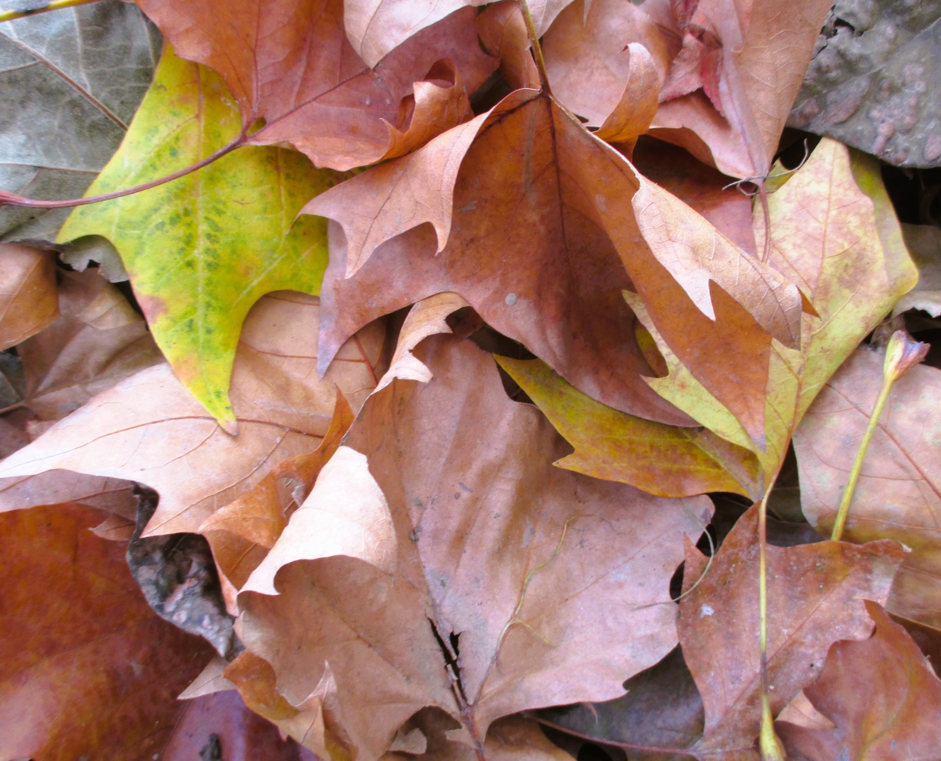 Feuilles 