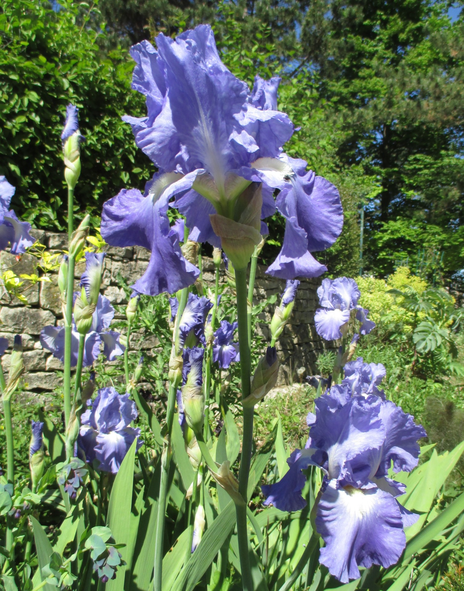 Périanthe