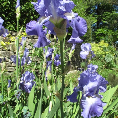 Périanthe